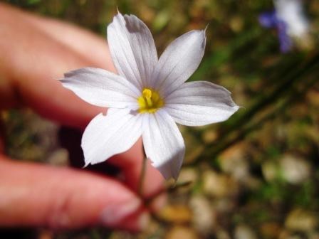 A visitor holds a white flower with 6 pointed petals that has a yellow center up close to the camera.