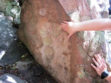 A hand is used for scale to show fossil imprints from a 20 million year old bivalve.