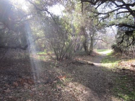 The Blue Canyon Trail is shaded by oak woodlands.