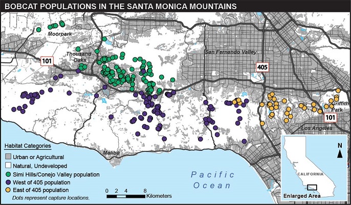Color coded map showing where bobcat populations are located in the Santa Monica Mountains