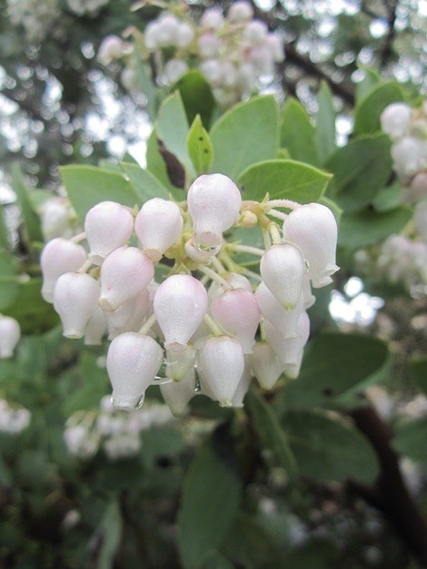 Las florecitas de Manzanita Bigberry.