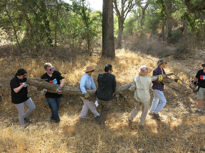 Six people carrying a tree log.