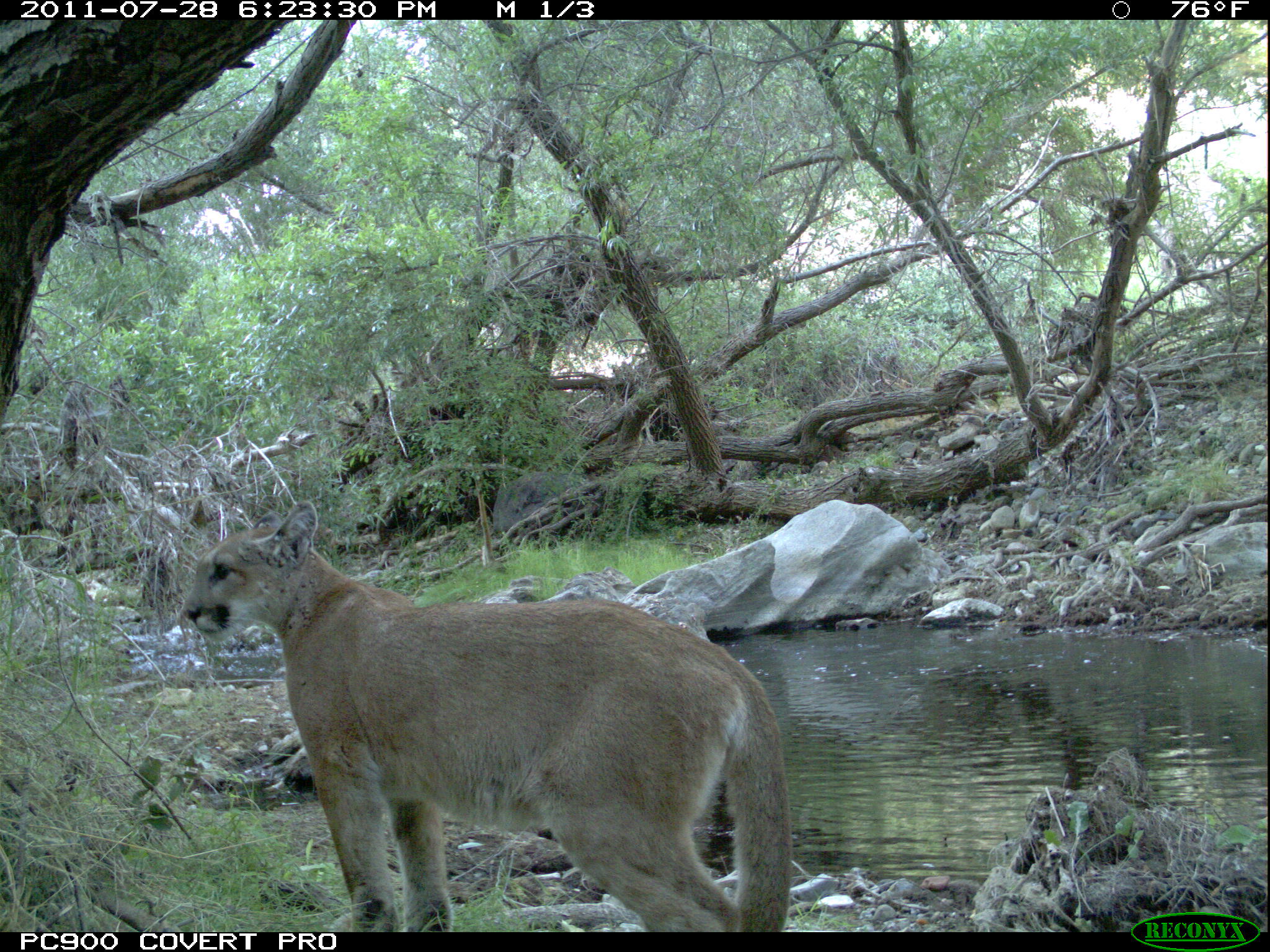 P-18 captured on remote camera shortly after becoming independent from his mother. NPS photo