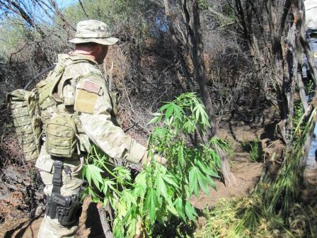 Park ranger cleans up a marijuana grow site in the Santa Monica Mountains_NPS photo