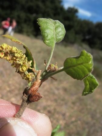 Coast live oak has both male and female flowers on the same stem.