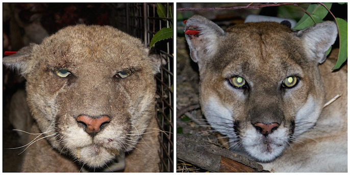 Before and after images of P-22. On the left, P-22 with mange in March 2014. On the right, P-22 appearing healthy and recovered from mange.