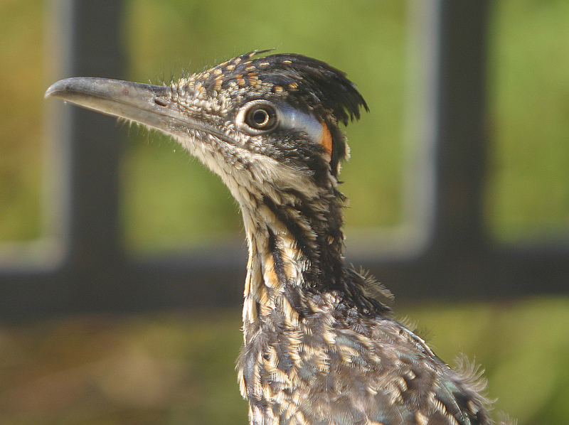 Up close side view of a roadrunner