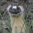 Long-tailed weasel, Cheeseboro Canyon