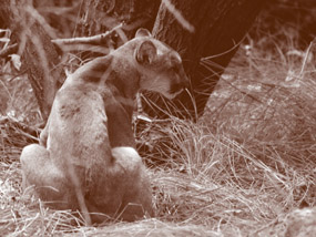 Female puma is seated in wildland close to Los Angeles.
