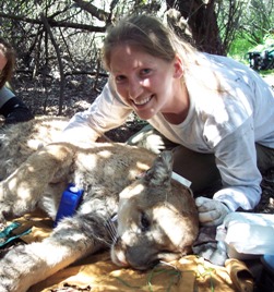 Wildlife Intern Julie Golla learns how mountain lions are surviving in the Santa Monica Mountains.