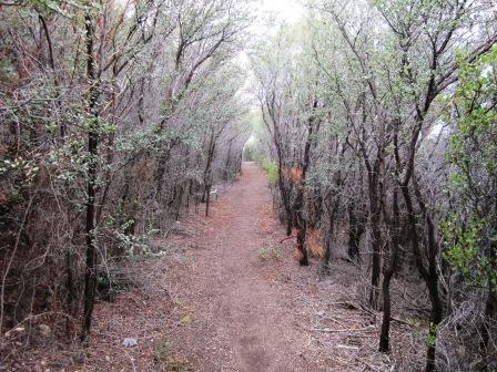 Chaparral in the Santa Monica Mountains grows over your head along the high trails in the park. 