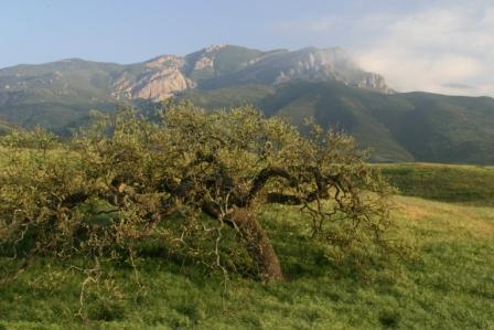 Boney Mountain and Oak-KLow-web
