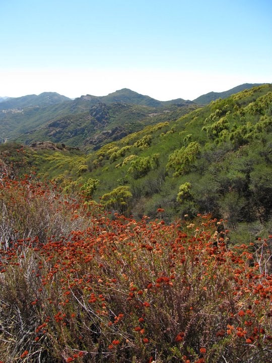 Orange flowering plants give contrast to the dark green of other chaparral species.