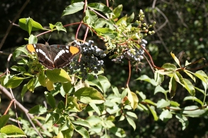 A California Sister butterfly (adelpha californica) takes a rest on a bush in the Santa Monica Mountains.