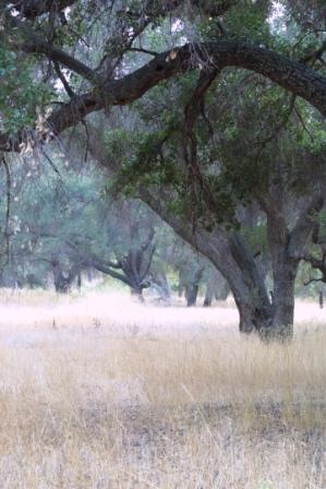 Oak woodlands like this one show how invasive grasses can take over native plants.
