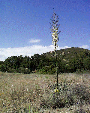 A lone yucca sits in a field of grass with mountains in the background at Rocky Oaks.
