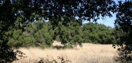 Native oak trees frame exotic grasses such as the Wild Oats that are abundant at Rocky Oaks.