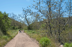 Sycamore Canyon