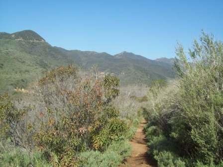 Single-track trails like this provide countless opportunities to experience the distinct sage smell of the chaparral.
