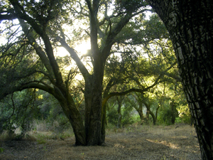 Large oak trees cast a green shadow as the setting sun shines through the banches.