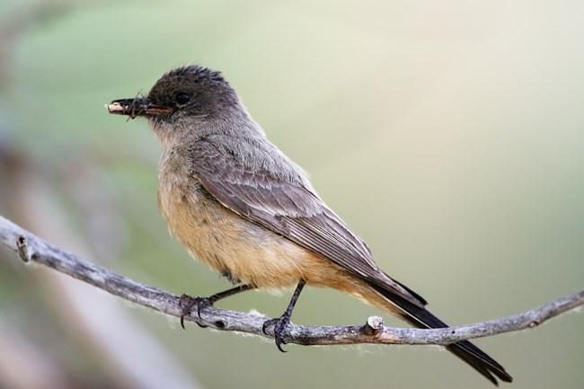 A Say's Phoebe on a tree branch