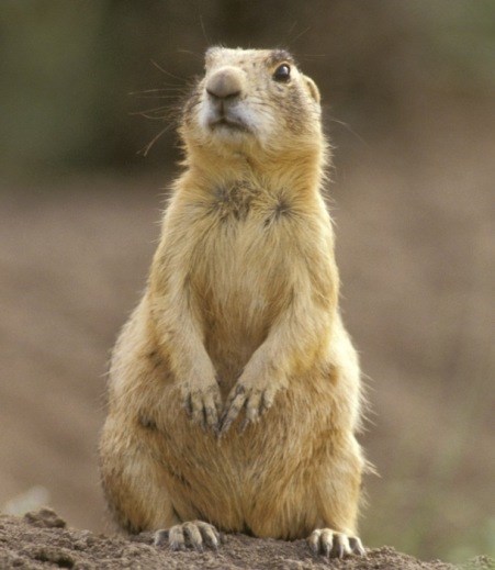 Prairie Dog standing on its hind legs