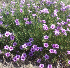 bush morning-glory