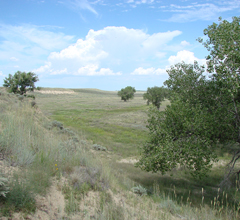 plants in Sand Creek Massacre NHS, David Zettner