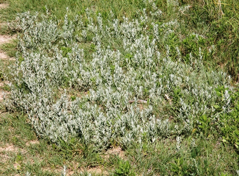 DSC00591