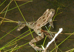 northern leopard frog