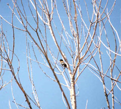 Bullock's oriole in Sand Creek Massacre NHS