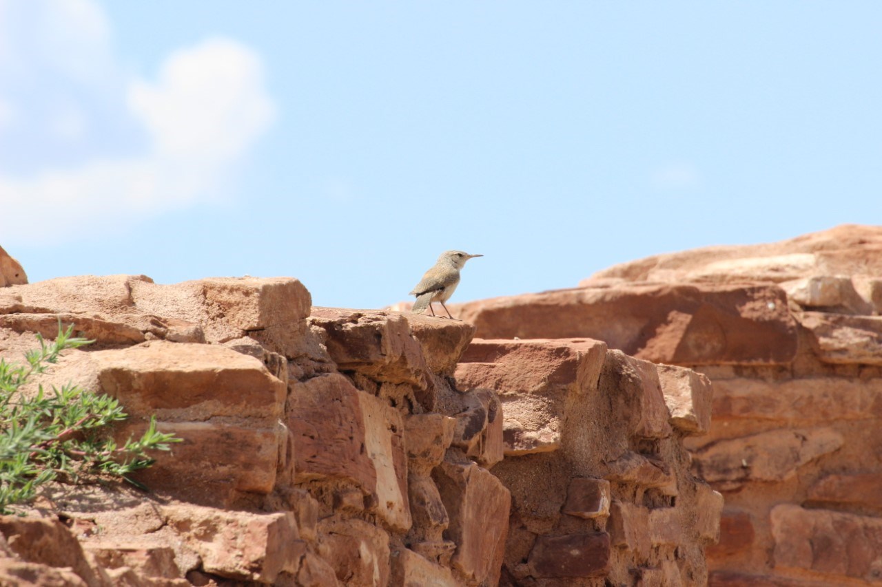 A small, sandy-colored, long-billed bird sitting on a red sandstone wall.