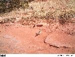 Abo Roadrunner