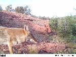 Abo Coyotes