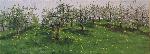 Surrealistic spring view of an old apple orchard