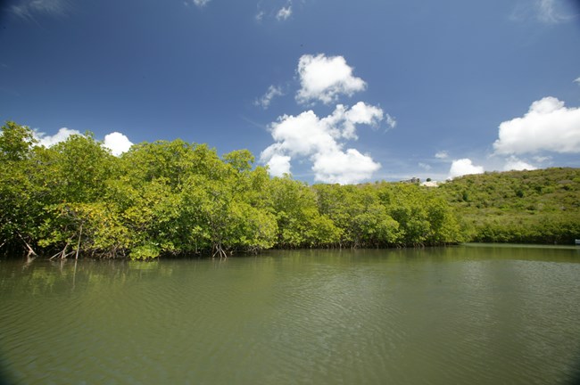 Photo of mangroves at Salt River Bay.