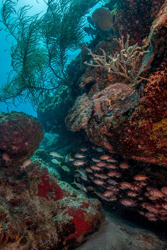 Underwater scene of coral reef and fishes at Salt River