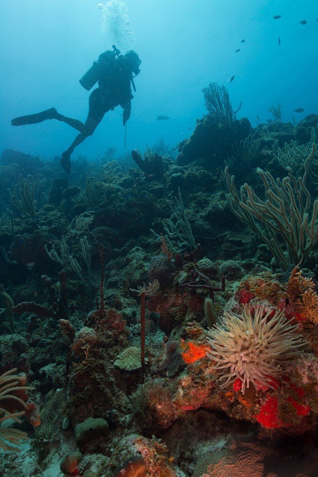 SCUBA diver with corals at Salt River