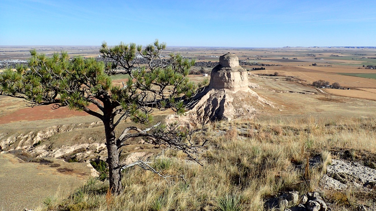 A ponderosa pine tree is in the foreground. In the background is a sandstone butte surrounded by flat plains.
