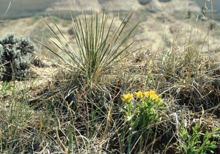 Prairie goldenpea and yucca