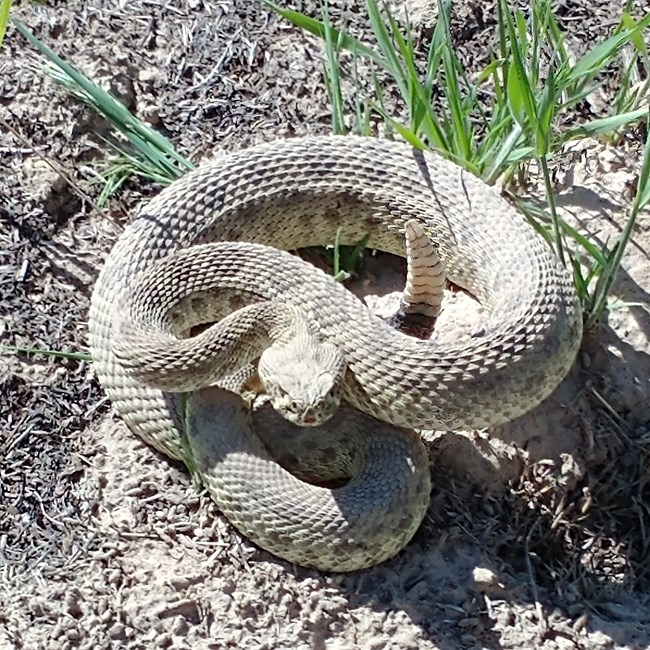 A prairie rattlesnake is coiled in a defensive position.
