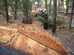 the bark of a sequoia