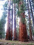 cluster of sequoias