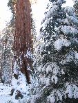 snow on sequoia trees