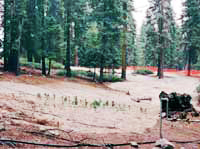Sequoia seedlings were planted in clumps to mimic patterns of natural regeneration following fire.