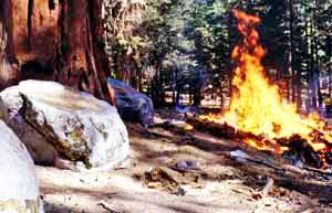 Fire burns near base of sequoia tree
