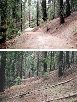 Above is a restored roadbed (2004) in the former Sugar Pine Campground at the north end of the Giant Forest developed area.