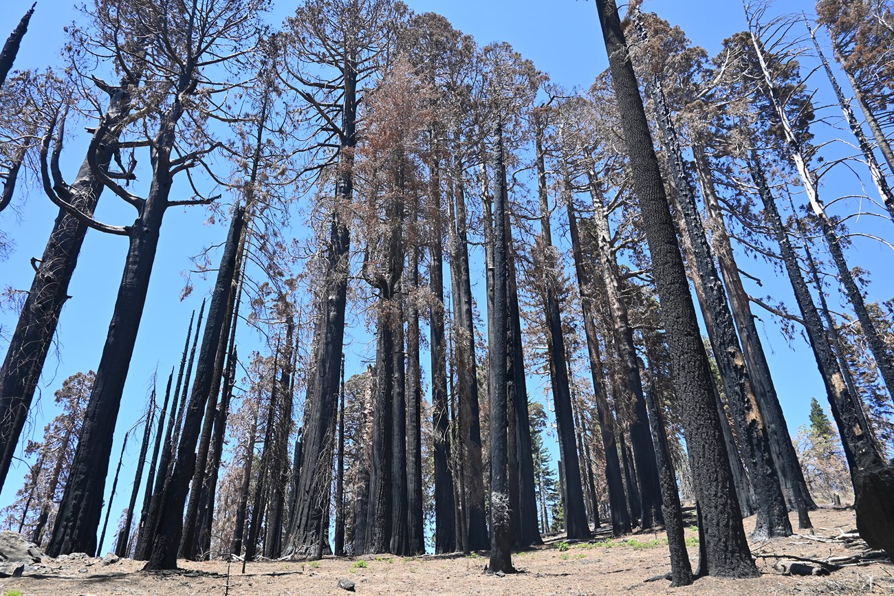 A stand of fire-killed giant sequoias with blackened bark and brown, dead foliage against the sky.
