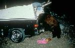 Bear breaks into car with improperly stored food