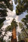 Looking up into the crowns of giants